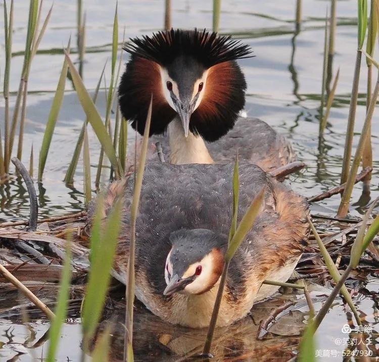 凤头鸊鷉粤语,斑头雁飞得最高的鸟