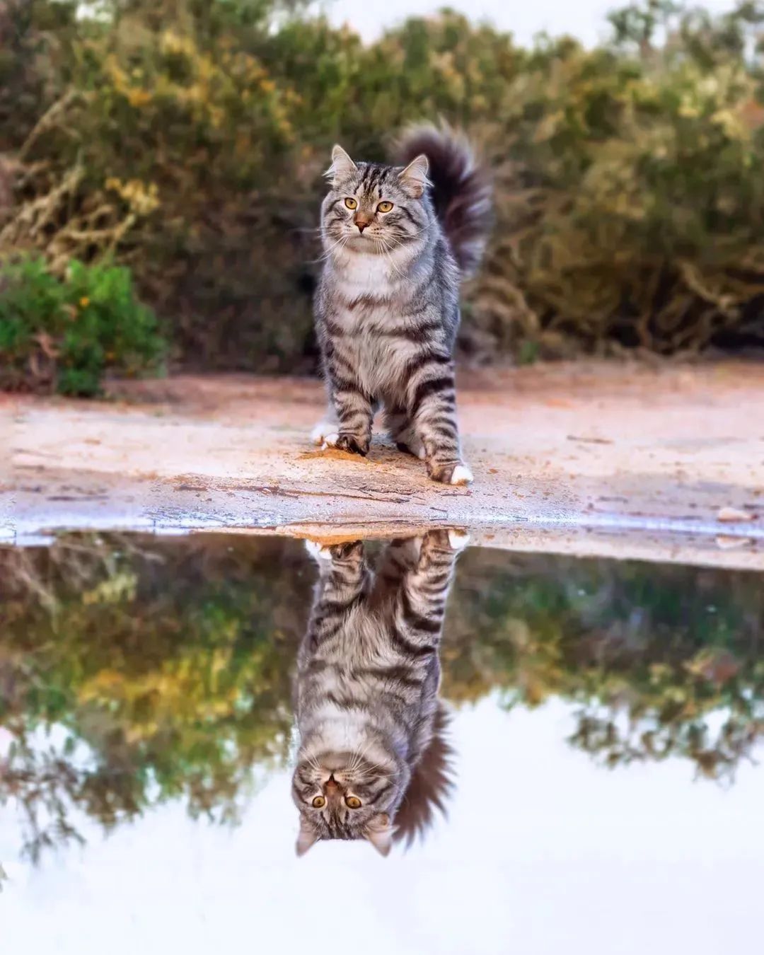 喵界的“荒野猎人”,被人误会多年,其实它才是俄罗斯的国猫