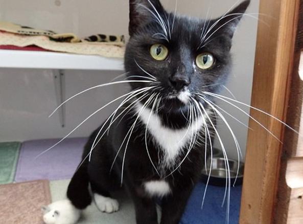 猫咪有不同的肢体动作你能懂它吗 (猫咪各种肢体动作图解)