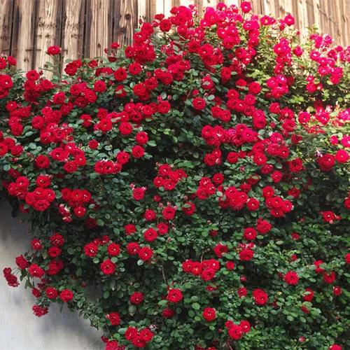 100种月季经典品种,100种经典月季品种