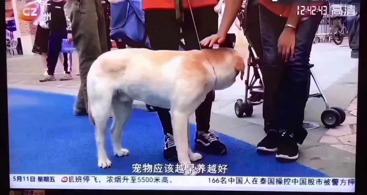 怀孕了，就把狗扔了吧，多脏啊