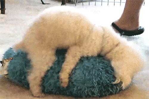 泰迪狗的肛门腺多久挤压一次？怎么做？