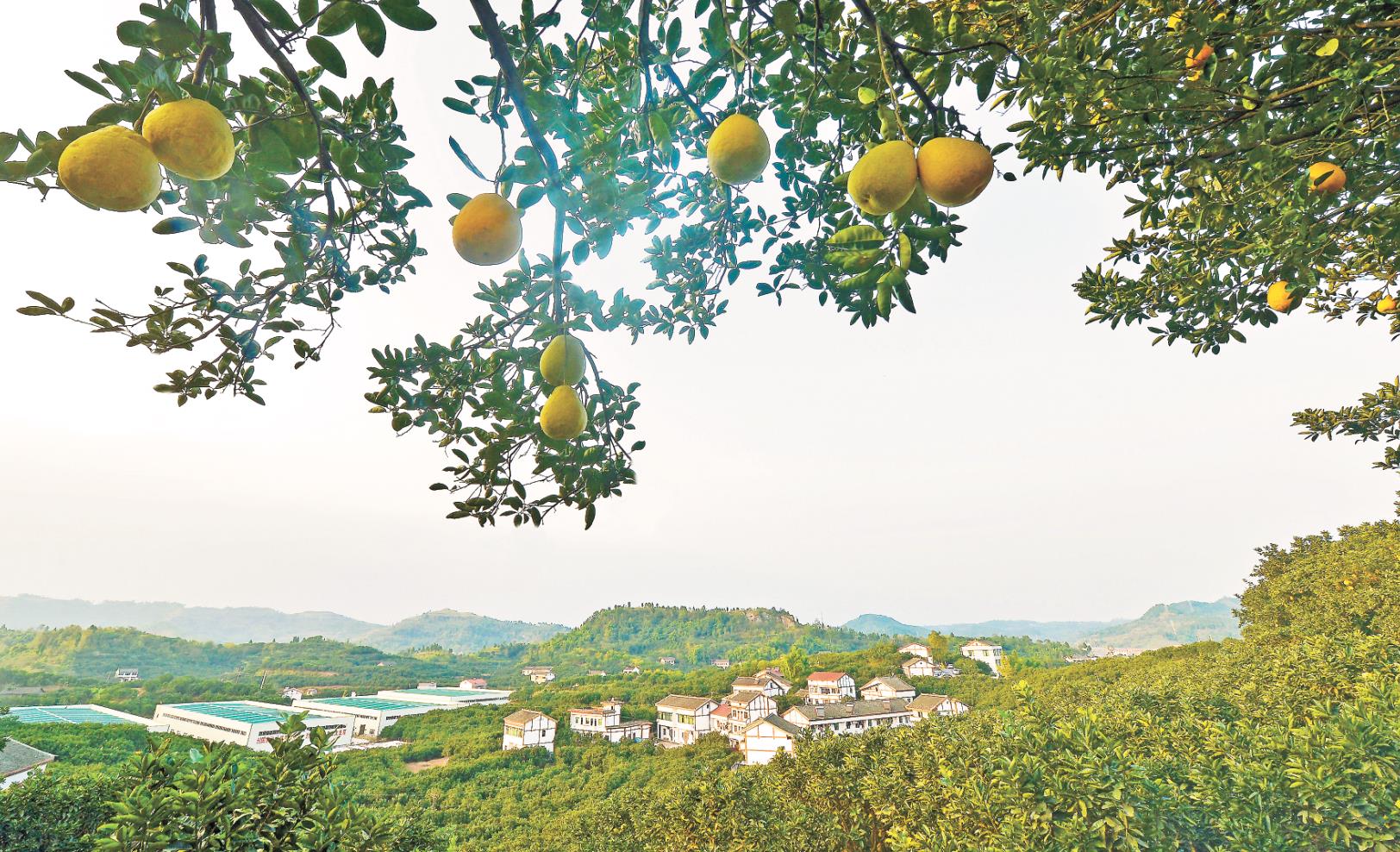 一只果，一座城！品尝龙安柚，爱上金广安