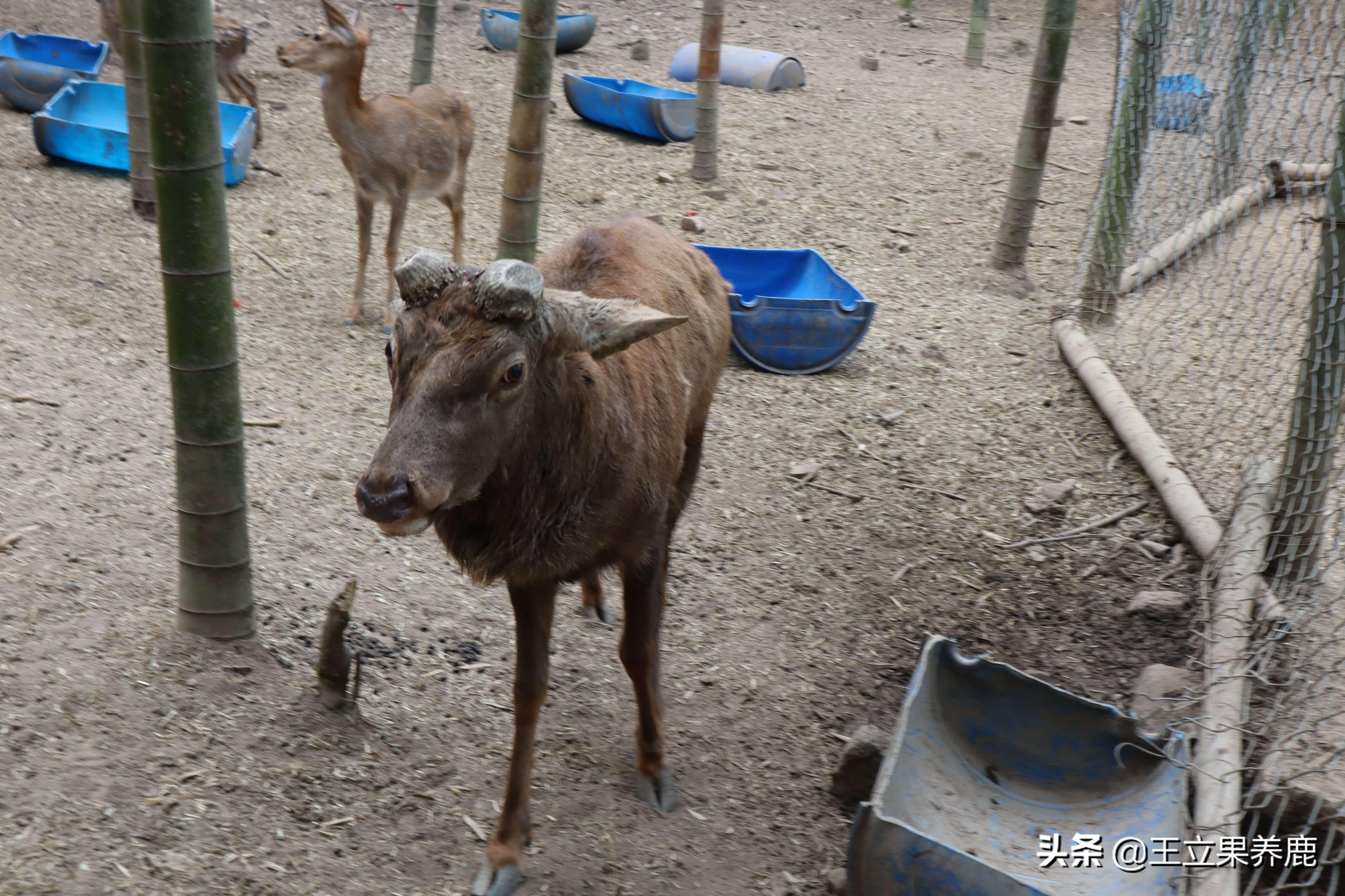 梅花鹿养殖风险有哪些,梅花鹿散养禁忌