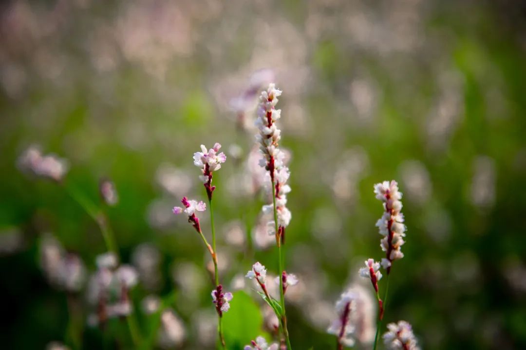 蓼花盛放成海，扬州又多了一处赏秋秘境