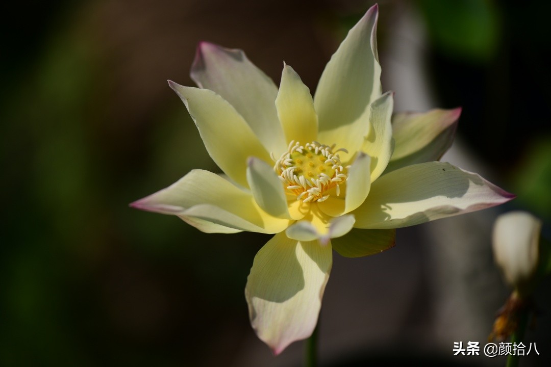 碗莲种藕生长到开花全过程,碗莲种植方法和时间图片