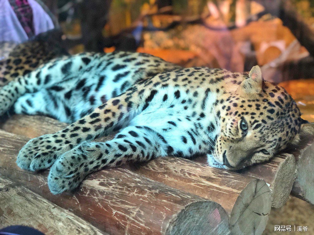 打卡国内热门榜1亲子游--广州长隆旅行攻略附带震撼价格！