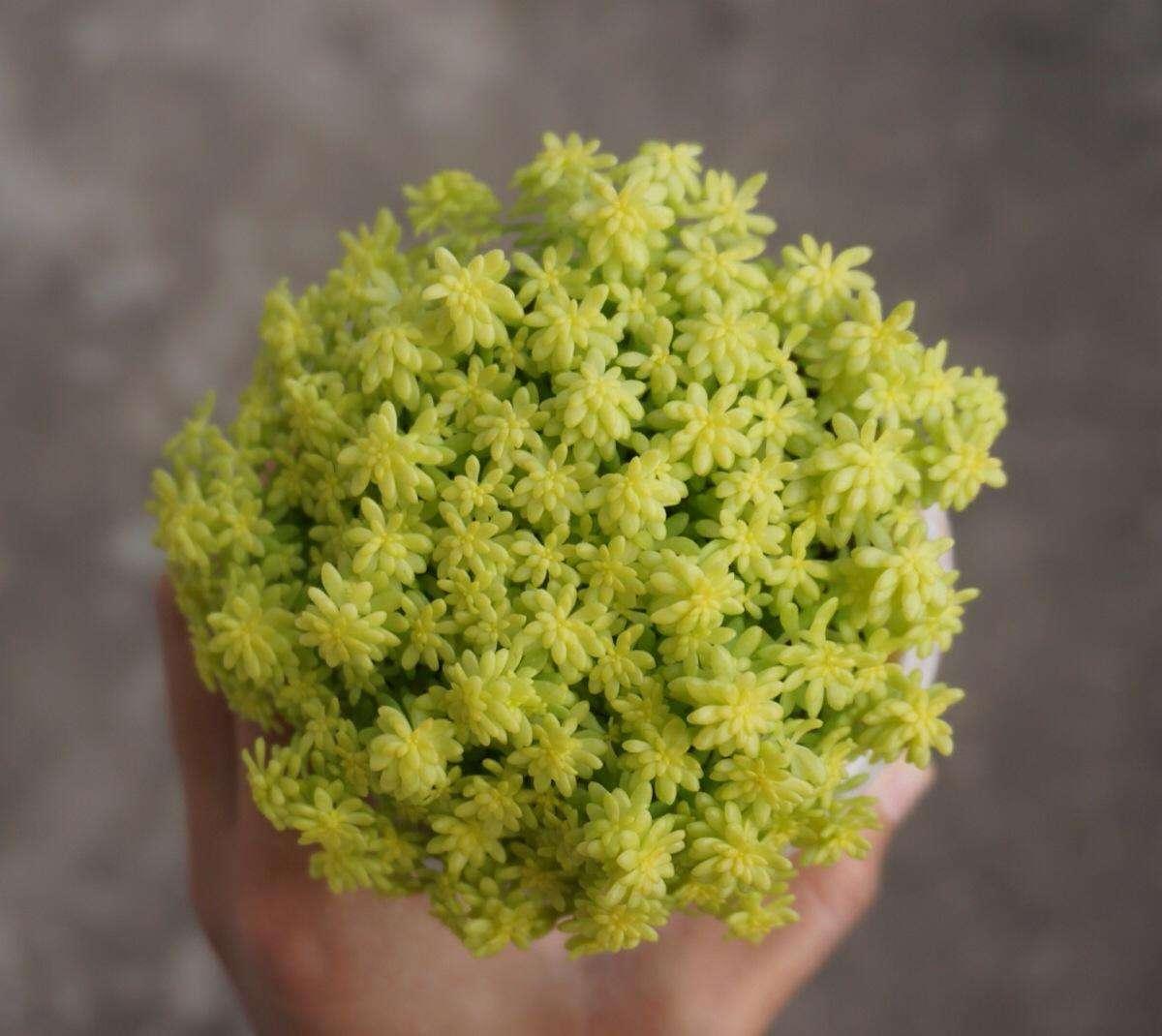 100种常见多肉的养法图片大全,60种好度夏的多肉植物