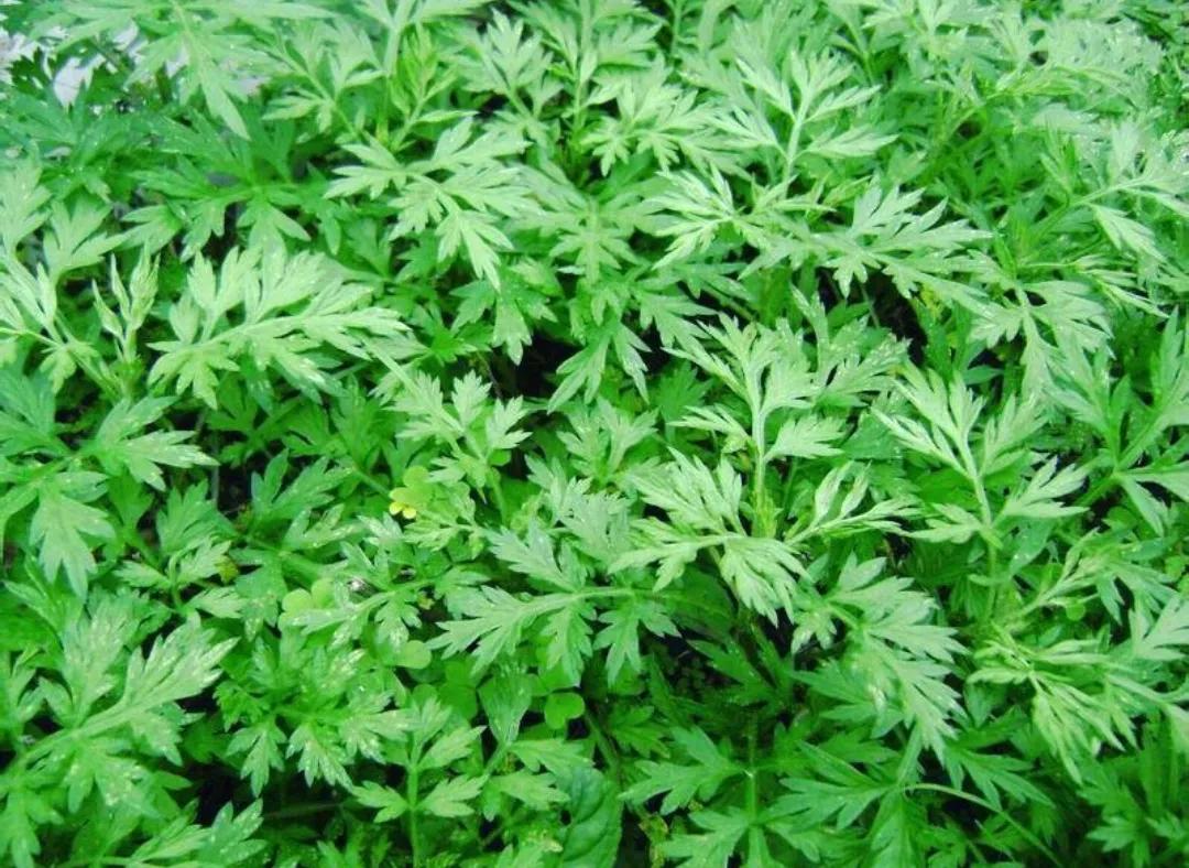 野生植物类中药一览表,民间中药植物