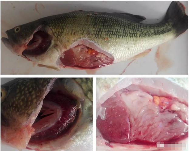 鲈诺卡氏菌病最新消息,加州鲈诺卡氏病怎么治