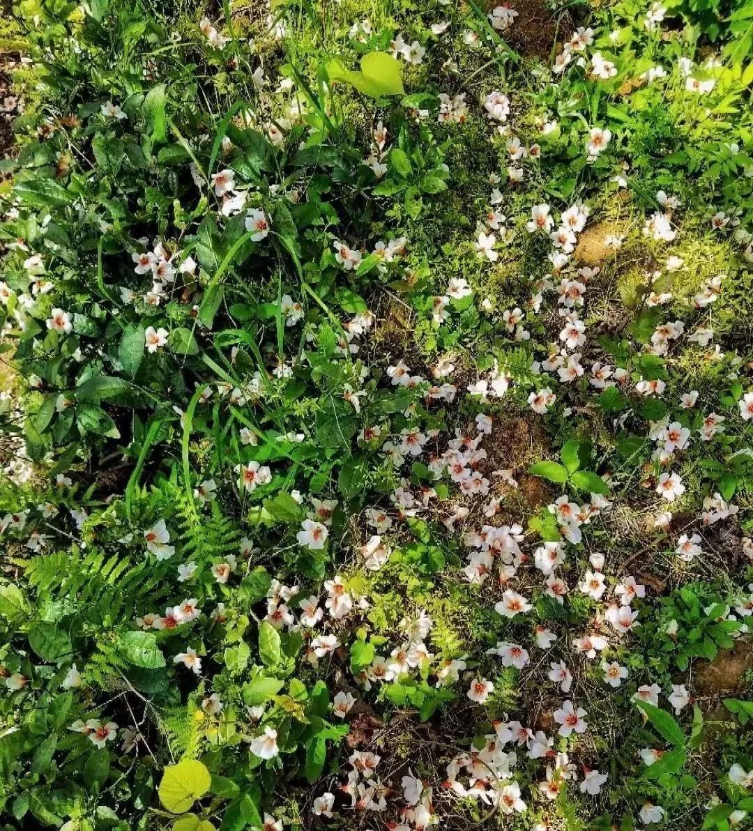 隐世原乡,又见桐花开。