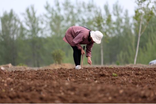 楼顶种花生种植方法,花生的种植方法和管理