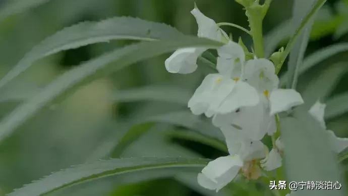 一日慎独则心安日日精进,日日精进人生
