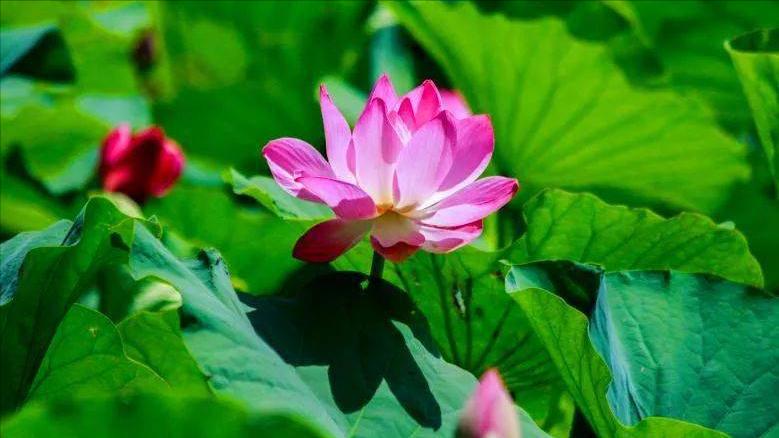 杜甫绝句中描写荷花的诗句,爱莲说中有几种描写荷花的诗句