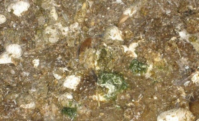 蛋鸡拉白绿色粪便什么原因,鸡拉黄绿色粪便鸡冠发白是什么病