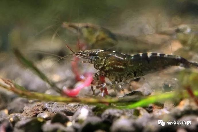 细说国龟之美中华草龟,1米的中华草龟养龟日常