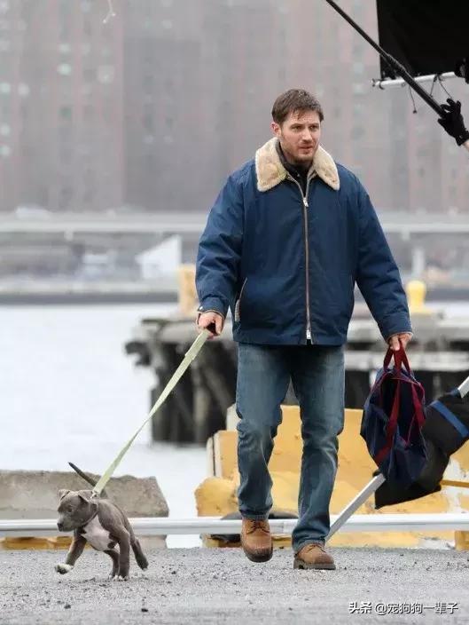 狗主人不清理狗粪便怎么办,对付狗不捡狗屎的办法