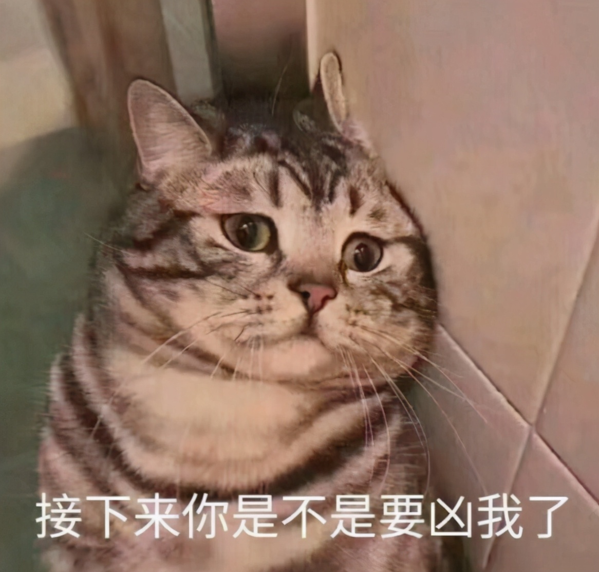 万万没想到猫咪是这样出现的,万万没想到猫