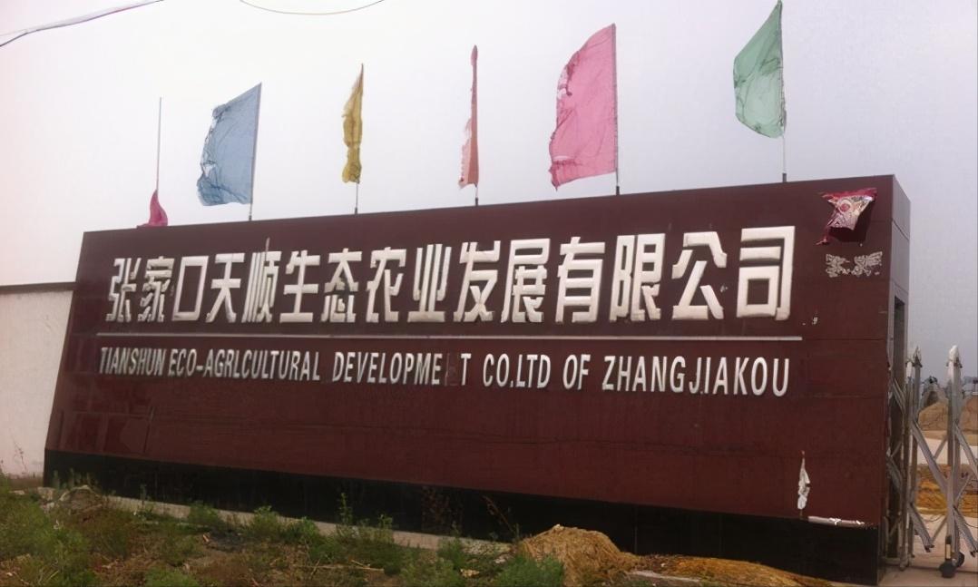 90后回村创业养生态跑山黑猪,退伍老兵回家养猪