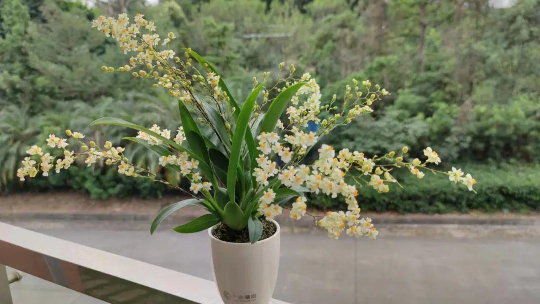 这43个来自世界各地的新品种，快来看看有没有你的菜