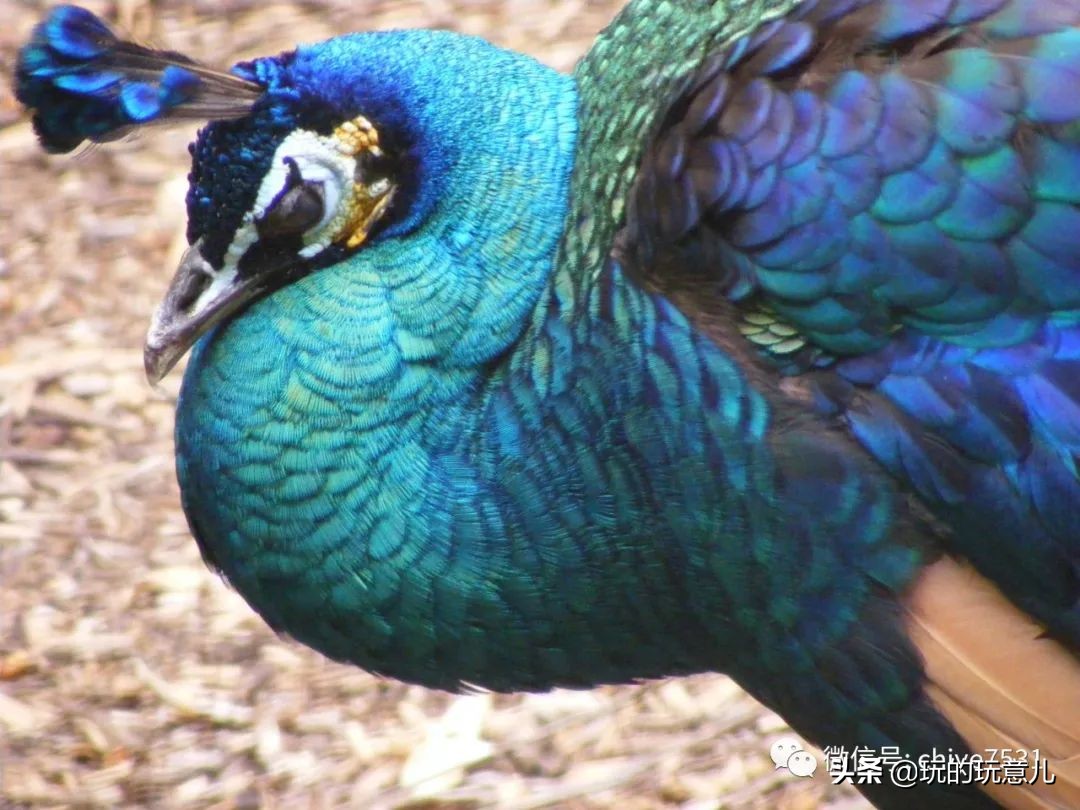 中国画孔雀名作,中国名画孔雀