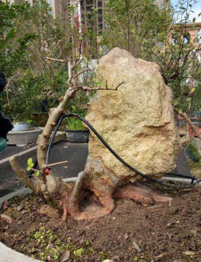 适合做附石盆景的植物,附石盆景如何固定石头