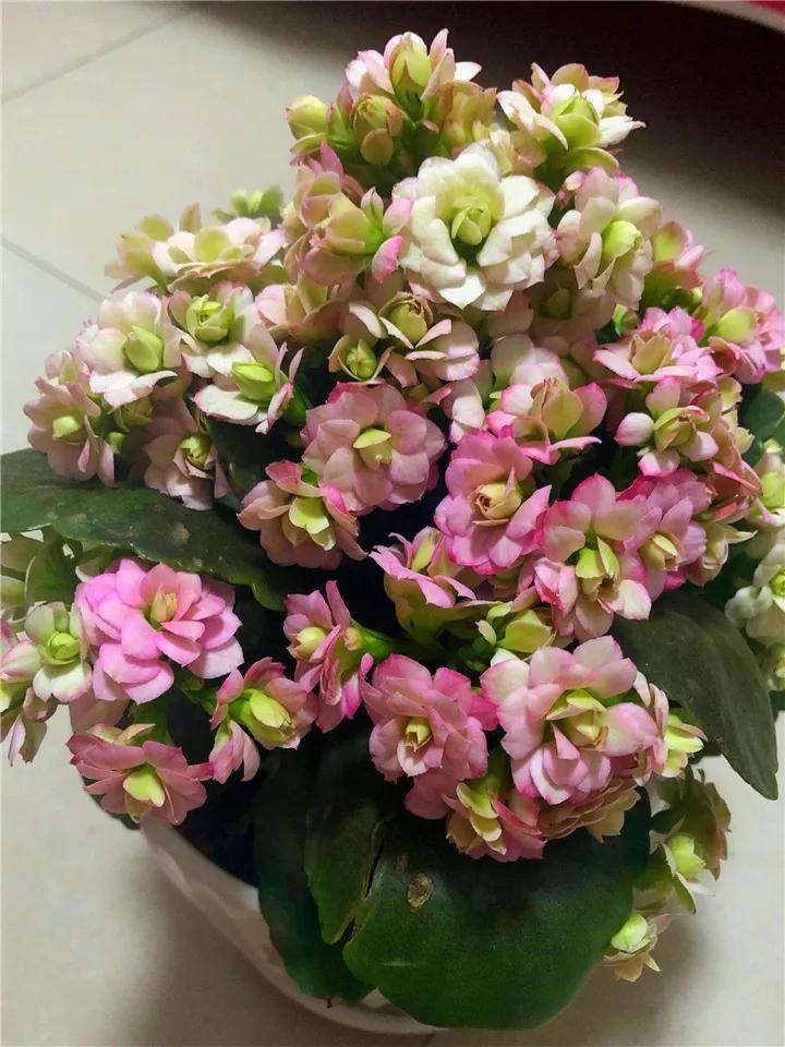 长寿花，寓意好、开花漂亮，花期长，品种多达300个