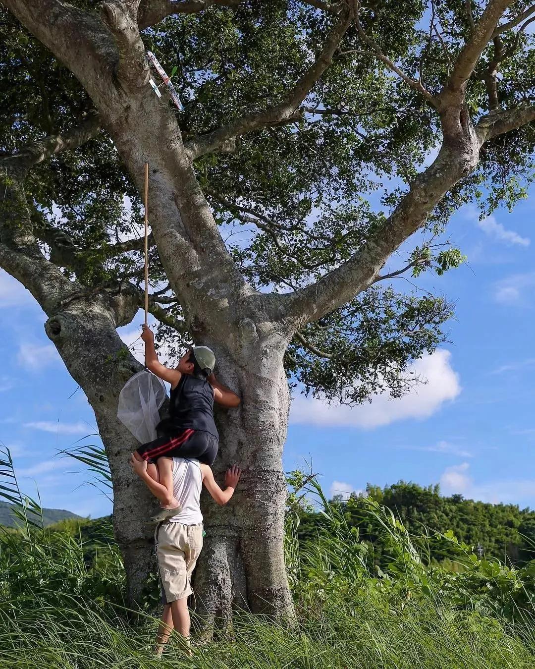 又到蝉鸣季节,又到麦收的季节儿时的记忆