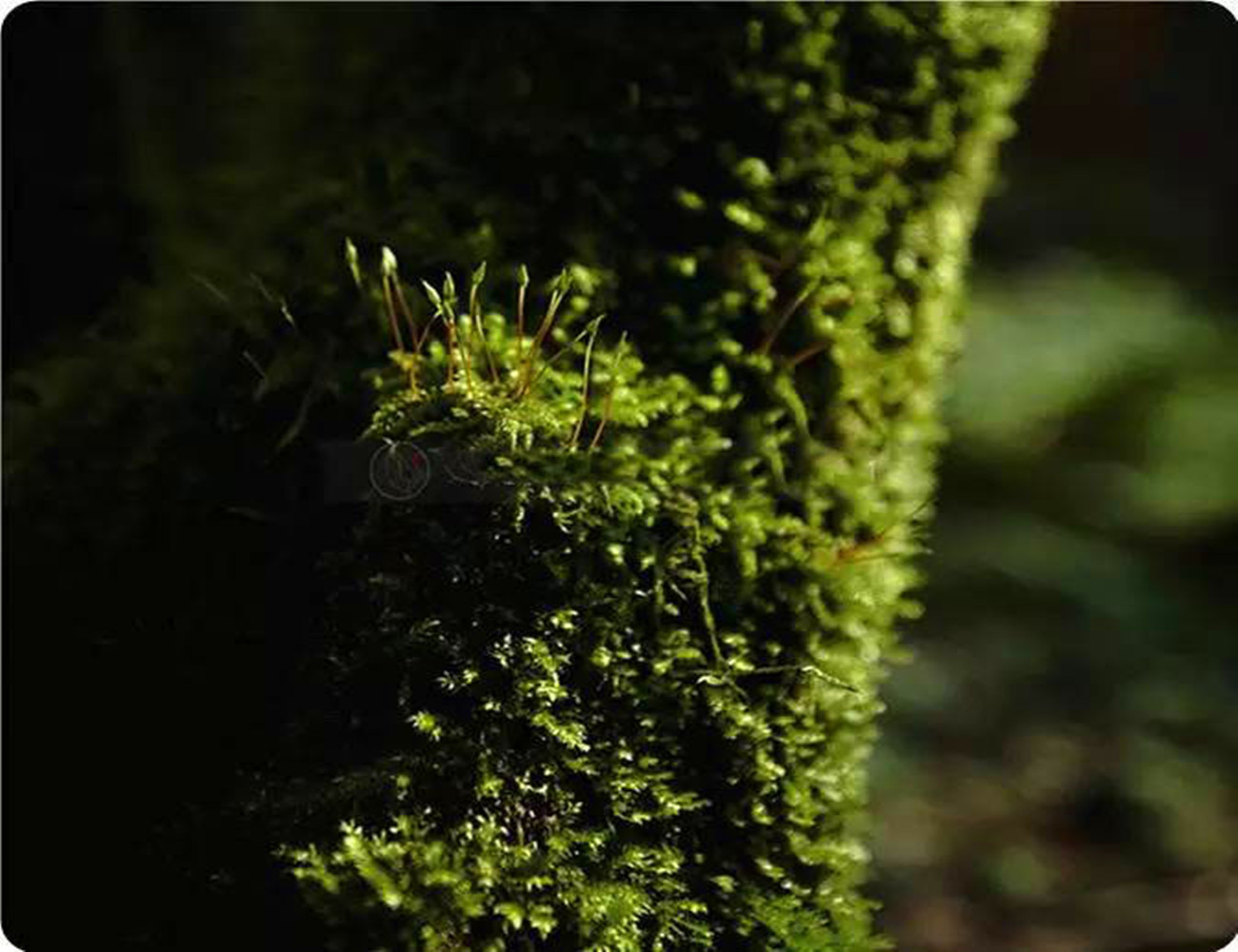 老枞水仙的枞味,老枞水仙茶是什么味道