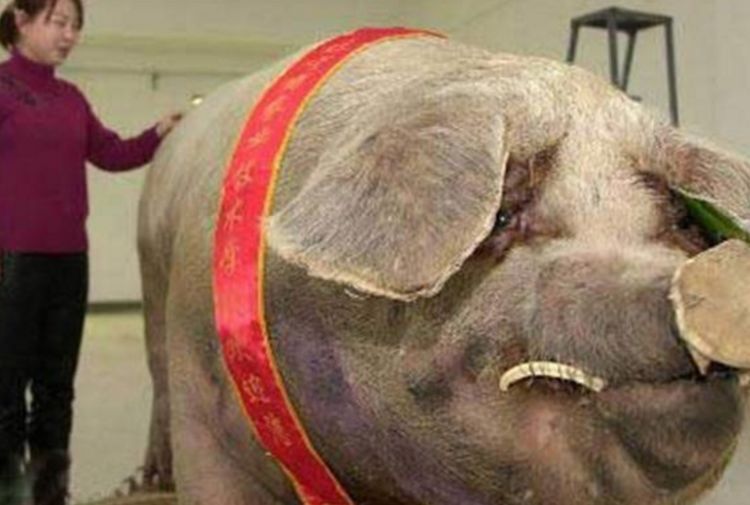 家猪养一年能养多大,猪一直不杀能养到多重