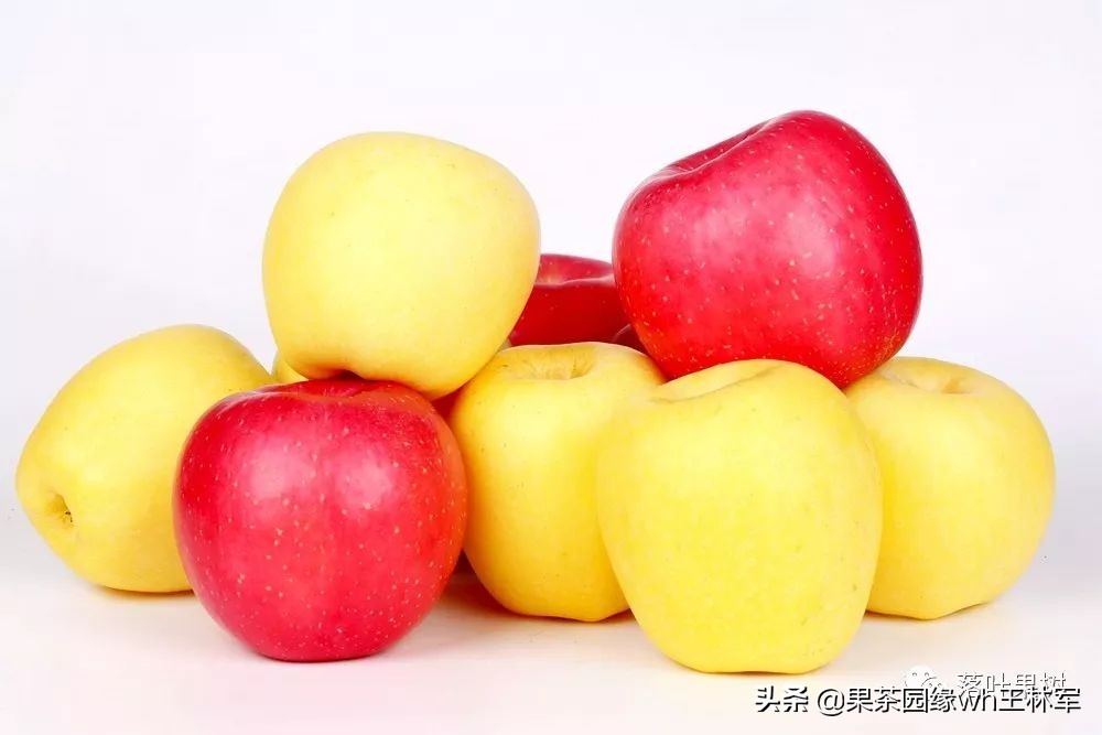 威海金,维纳斯黄金苹果——美的不只是外表