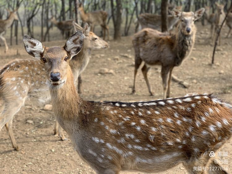 洛阳市宜阳凤凰岭射箭,宜阳县凤凰岭体育基地