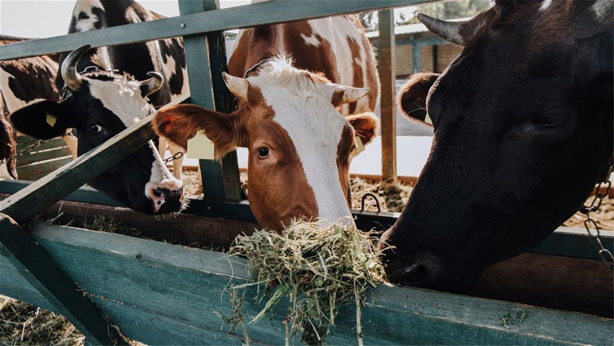 为什么进口牛肉卖到中国依旧很贵,韩国牛肉价格为什么那么贵