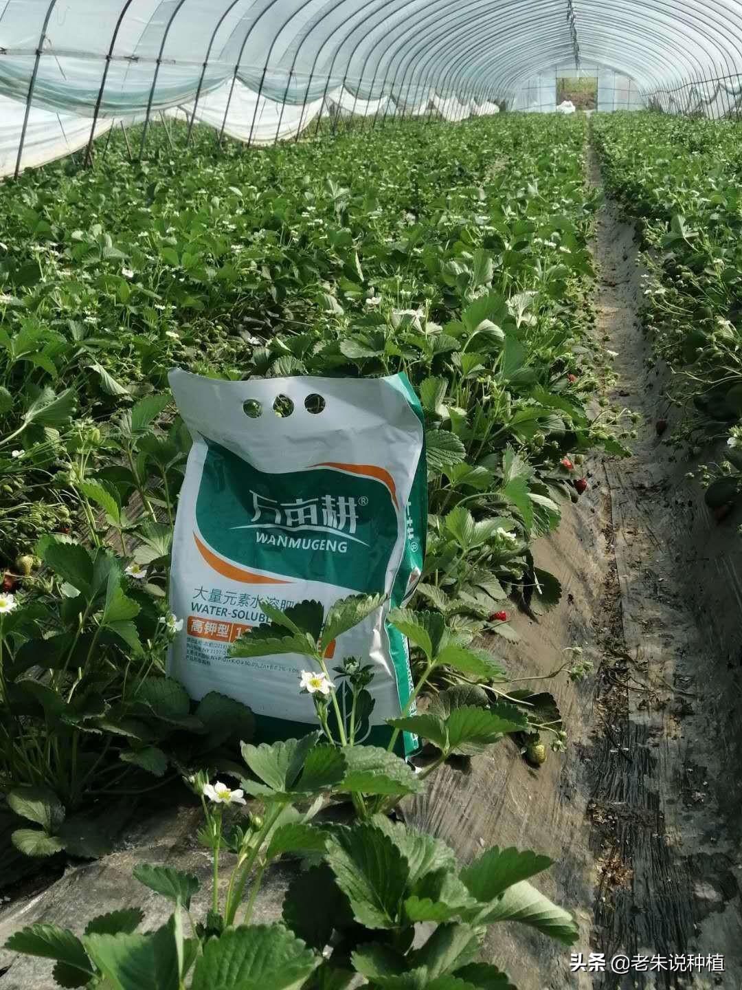 液体水溶肥和粉剂肥哪个好,水溶肥施什么水好