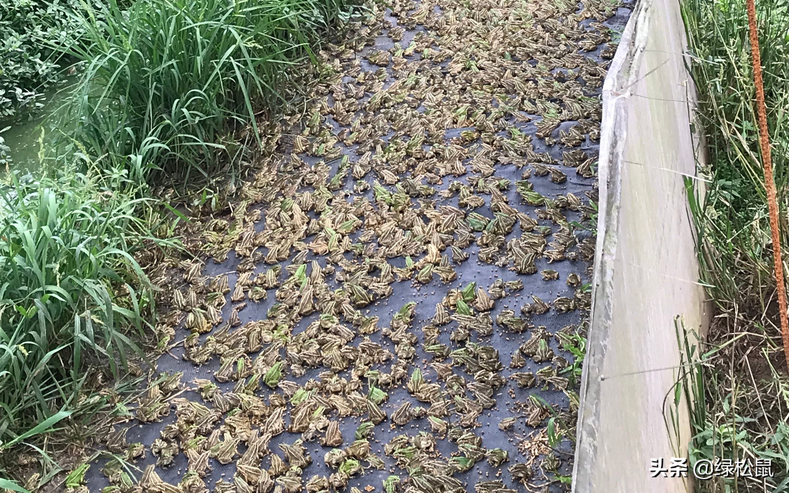 蛙类养殖新政策,两栖蛙养殖前景