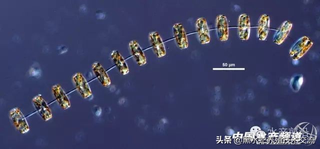 水产藻类大全图片,水产藻类知识大全