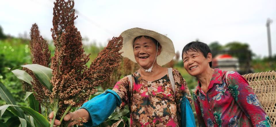 红了!红了!这些天的南充市嘉陵区龙蟠镇真的是“红遍天”了