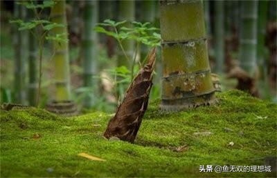 （鱼鳞文札）春食，童年最美味的游戏