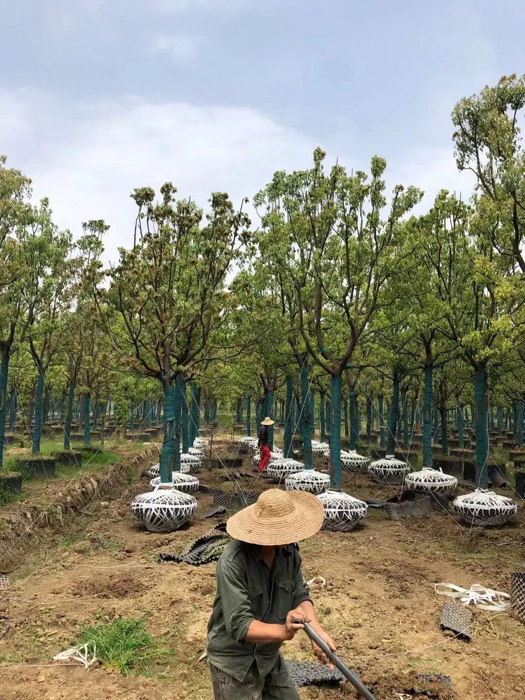 郑显华：显豁知幽抱，华顶望山高