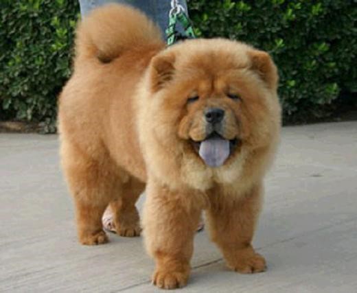 常见狗狗价格排行,狗狗价格以及品种大全