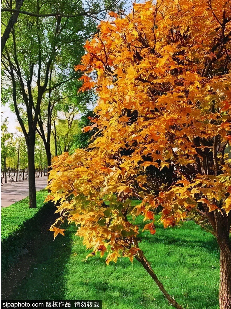 17处京城绝美银杏观赏点，看看有没有家门口的？