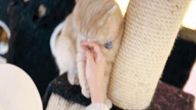 吃饭玩耍一体店,吃饭撸猫二选一