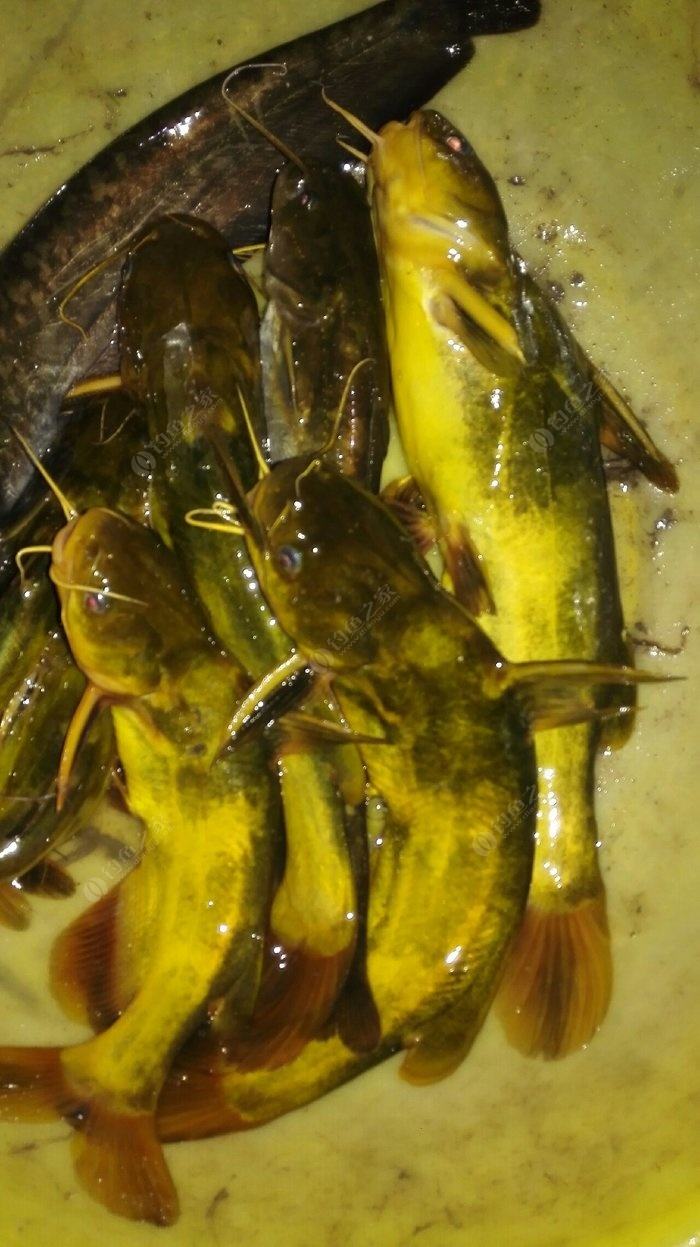 钓昂刺鱼怎么拿鱼不会扎手,老钓手都用啥竿