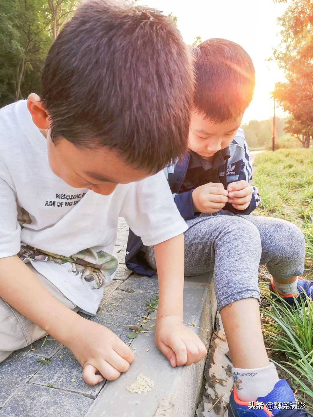 北京北坞公园里的京西稻又熟了,曾经只有皇上才能吃上这儿的大米