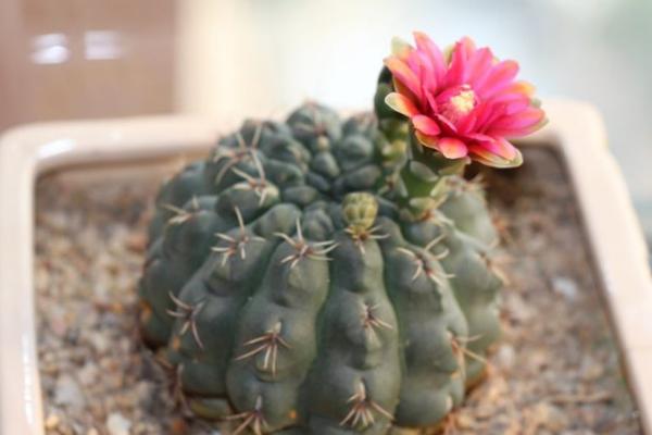 绯花玉怎么养,绯花玉能活几年