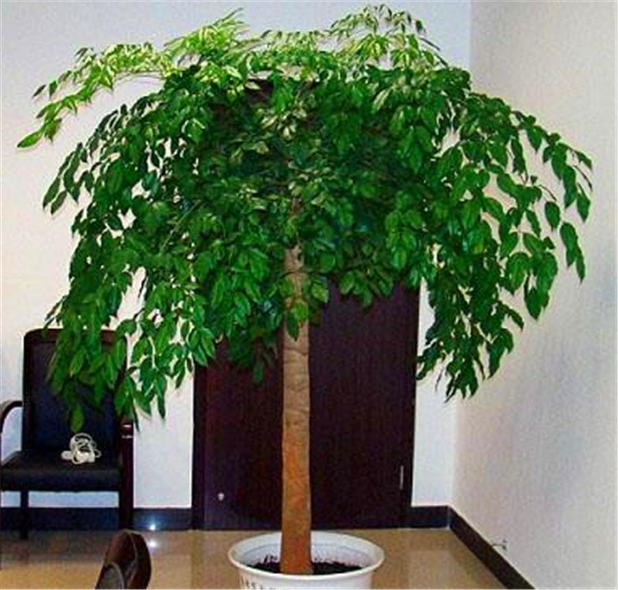 幸福树怎么防止发黄,幸福树有黄叶子怎么办