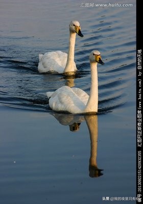 天鹅的故事有什么道理,天鹅的故事主要讲了什么