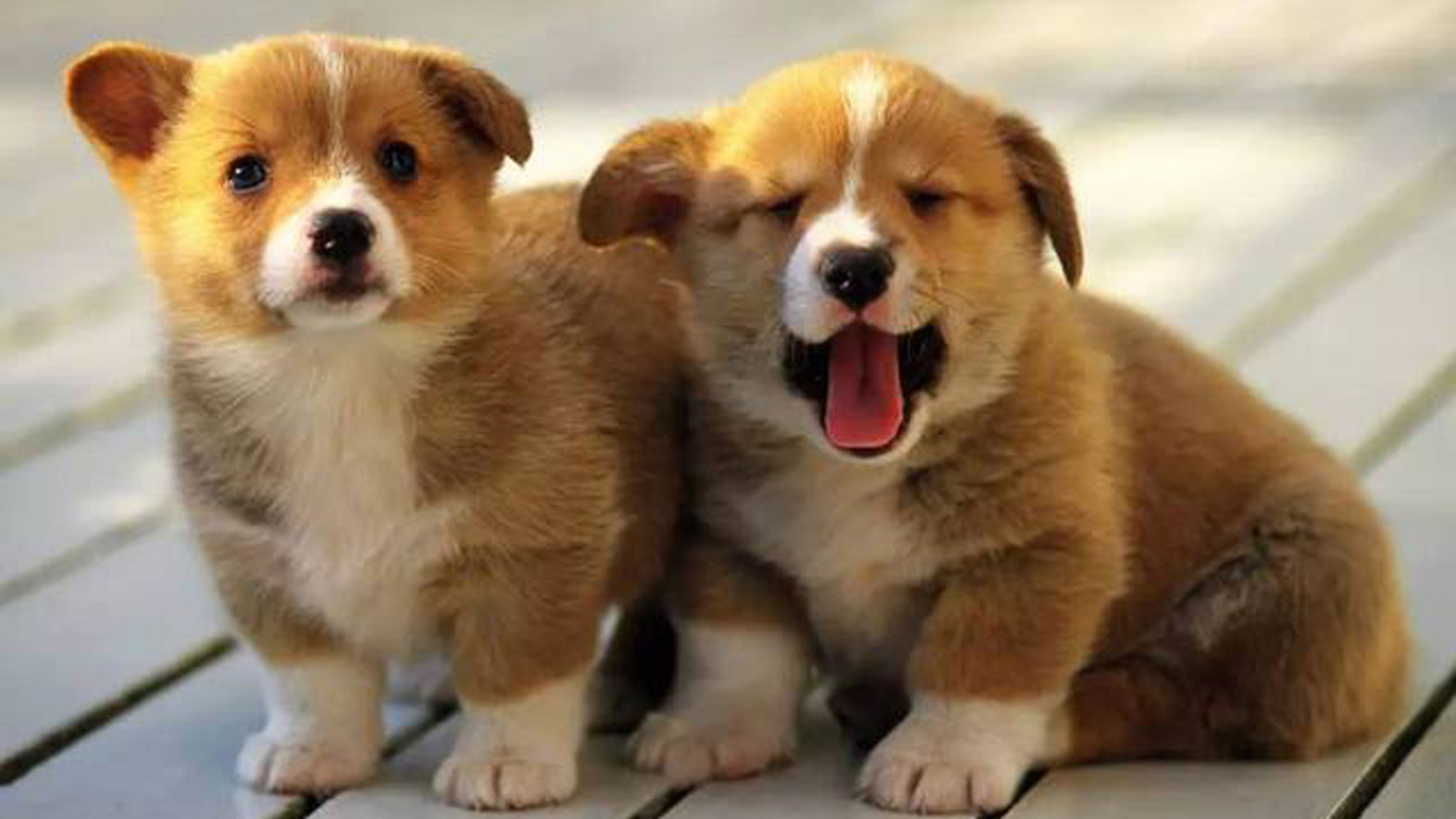 狗低血糖怎么办,狗狗糖尿病低血糖的症状或表现