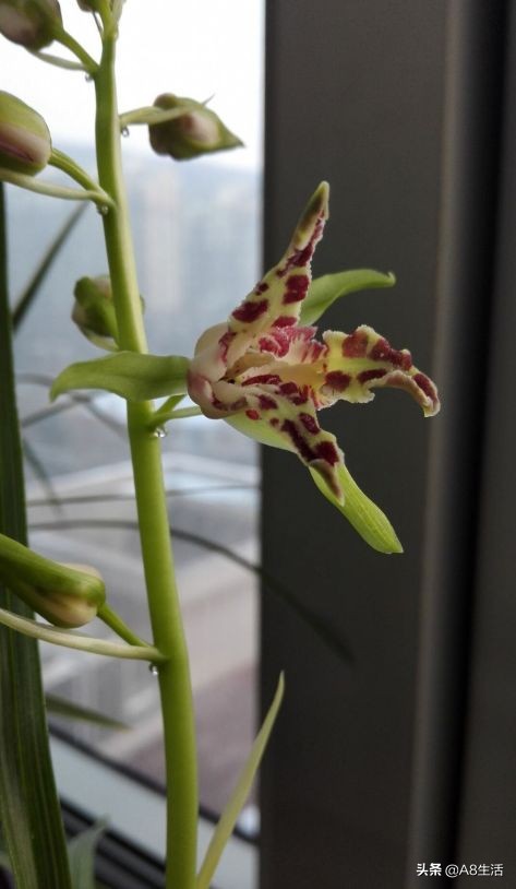 蕙兰兰花品种排名,蕙兰花精品品种