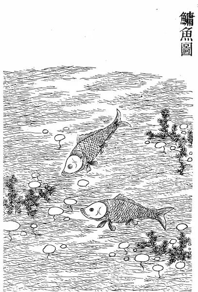 被禁养的观赏鱼,为什么中国被禁养的动物这么多